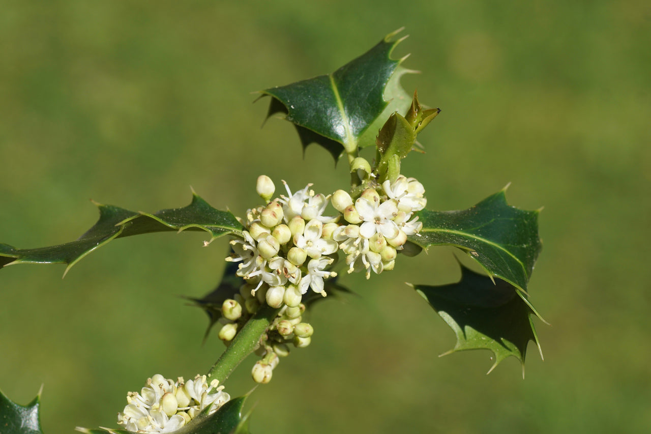 40 ENGLISH HOLLY Ilex Aquifolium aka European Common or Christmas Holly Evergreen Tree Shrub Berry Seeds