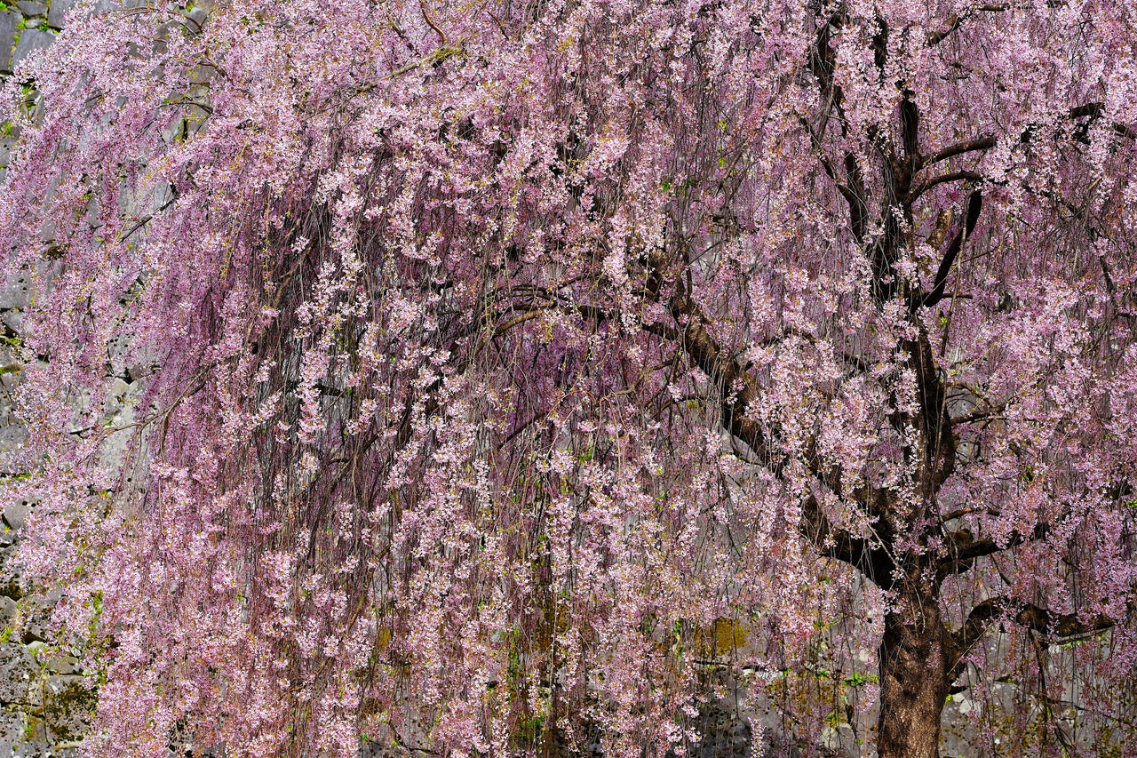 10 WEEPING HIGAN CHERRY Tree Japanese Prunus Subhirtella Pendula Pink Flower Seeds