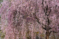 10 WEEPING HIGAN CHERRY Tree Japanese Prunus Subhirtella Pendula Pink Flower Seeds