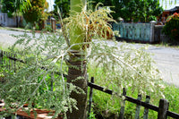 10 TRIANGLE PALM TREE Dypsis Decaryi Rare Tropical from Madagascar Seeds