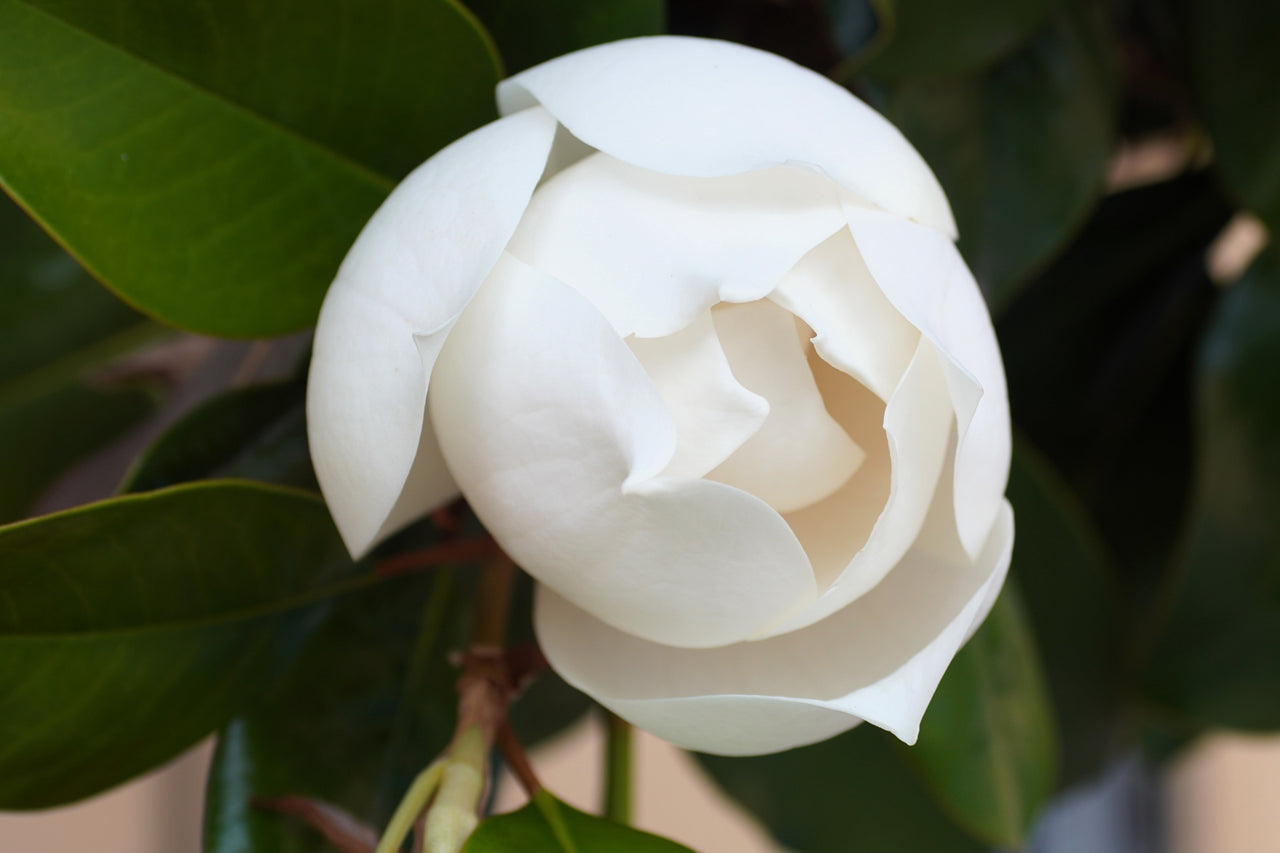 10 SOUTHERN MAGNOLIA TREE 12" White Flowers Native Grandiflora Bull Bay Seeds