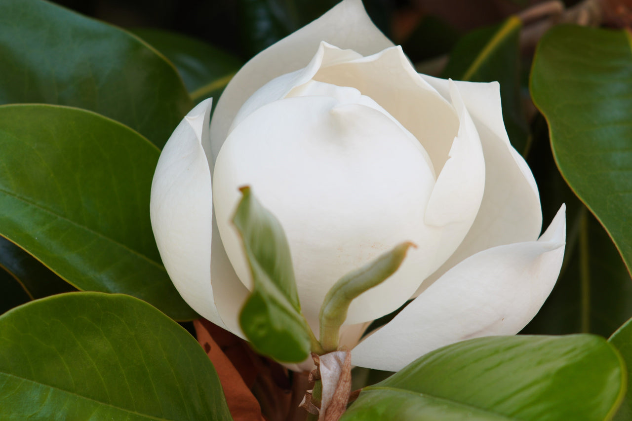 10 SOUTHERN MAGNOLIA TREE 12" White Flowers Native Grandiflora Bull Bay Seeds