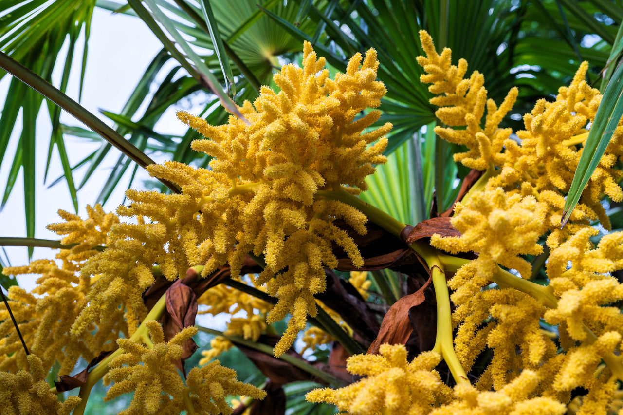 5 COMMON WINDMILL PALM Trachycarpus Fortunei Hardy Chusan Palm Tree Sun Shade Houseplant Seeds