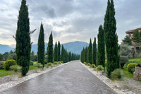 20 MEDITERRANEAN CYPRESS TREE Italian Pencil Pine Cedar Cupressus Sempervirens Stricta Seeds