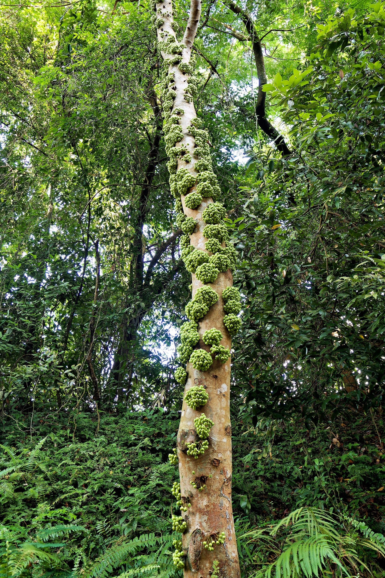 30 CLUSTER FIG Ficus Racemosa Red River Indian Guilar Tree Houseplant Seeds
