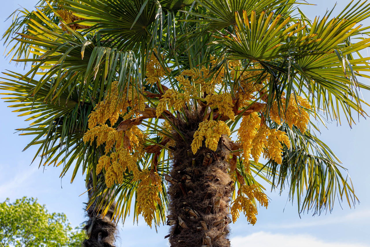 5 COMMON WINDMILL PALM Trachycarpus Fortunei Hardy Chusan Palm Tree Sun Shade Houseplant Seeds