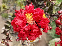 35 RED CREPE MYRTLE Lagerstroemia Indica Flowering Shrub Bush Small Tree Seeds