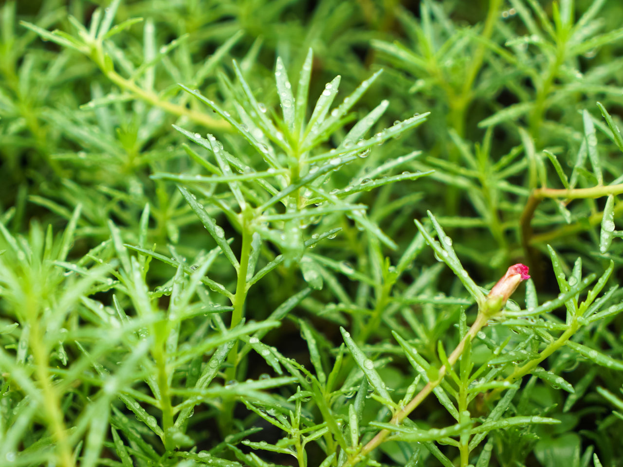 40 Sundial PEPPERMINT PORTULACA Grandiflora Moss Rose Pink Streaked Succulent Flower Seeds