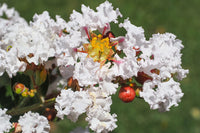 35 WHITE CREPE MYRTLE Lagerstroemia Indica Flowering Shrub Bush Small Tree Seeds