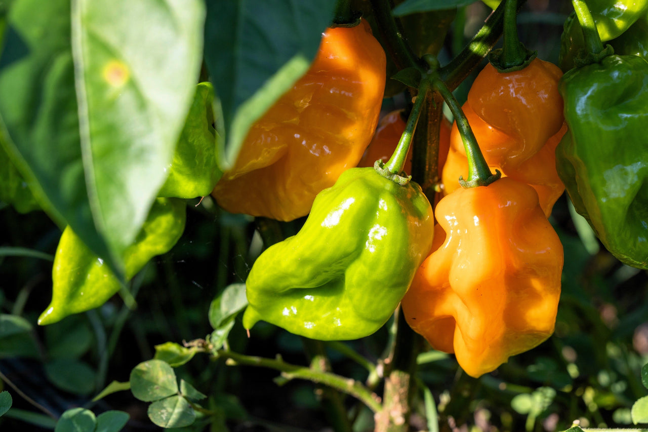 50 Hot ORANGE HABANERO PEPPER Capsicum Chinense Vegetable Seeds