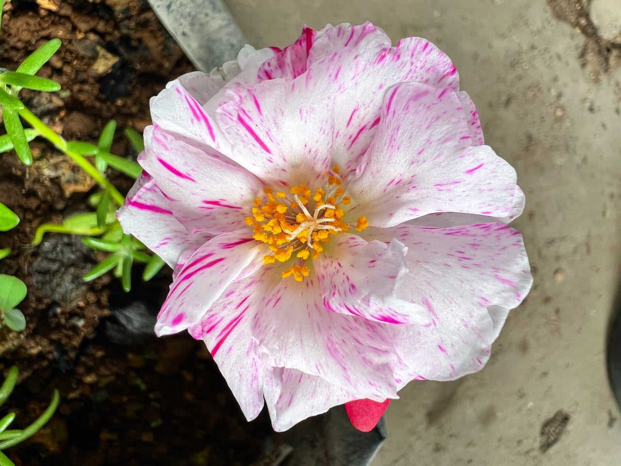 40 Sundial PEPPERMINT PORTULACA Grandiflora Moss Rose Pink Streaked Succulent Flower Seeds