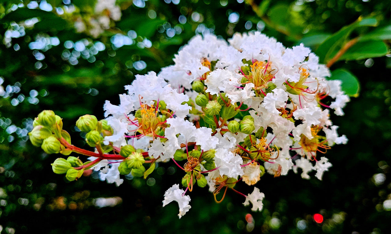 35 WHITE CREPE MYRTLE Lagerstroemia Indica Flowering Shrub Bush Small Tree Seeds