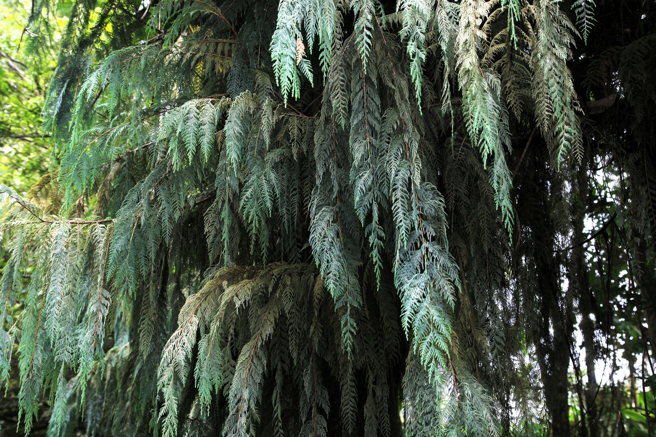 30 Kashmir WEEPING CYPRESS TREE Cupressus Cashmeriana Blue Evergreen Seeds