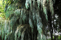 30 Kashmir WEEPING CYPRESS TREE Cupressus Cashmeriana Blue Evergreen Seeds