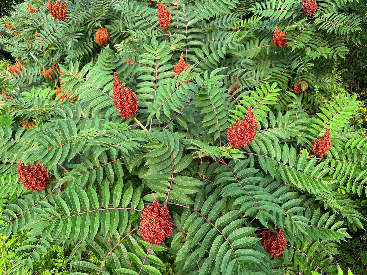 75 SMOOTH SUMAC TREE Red Berries Rhus Glabra Borealis Seeds
