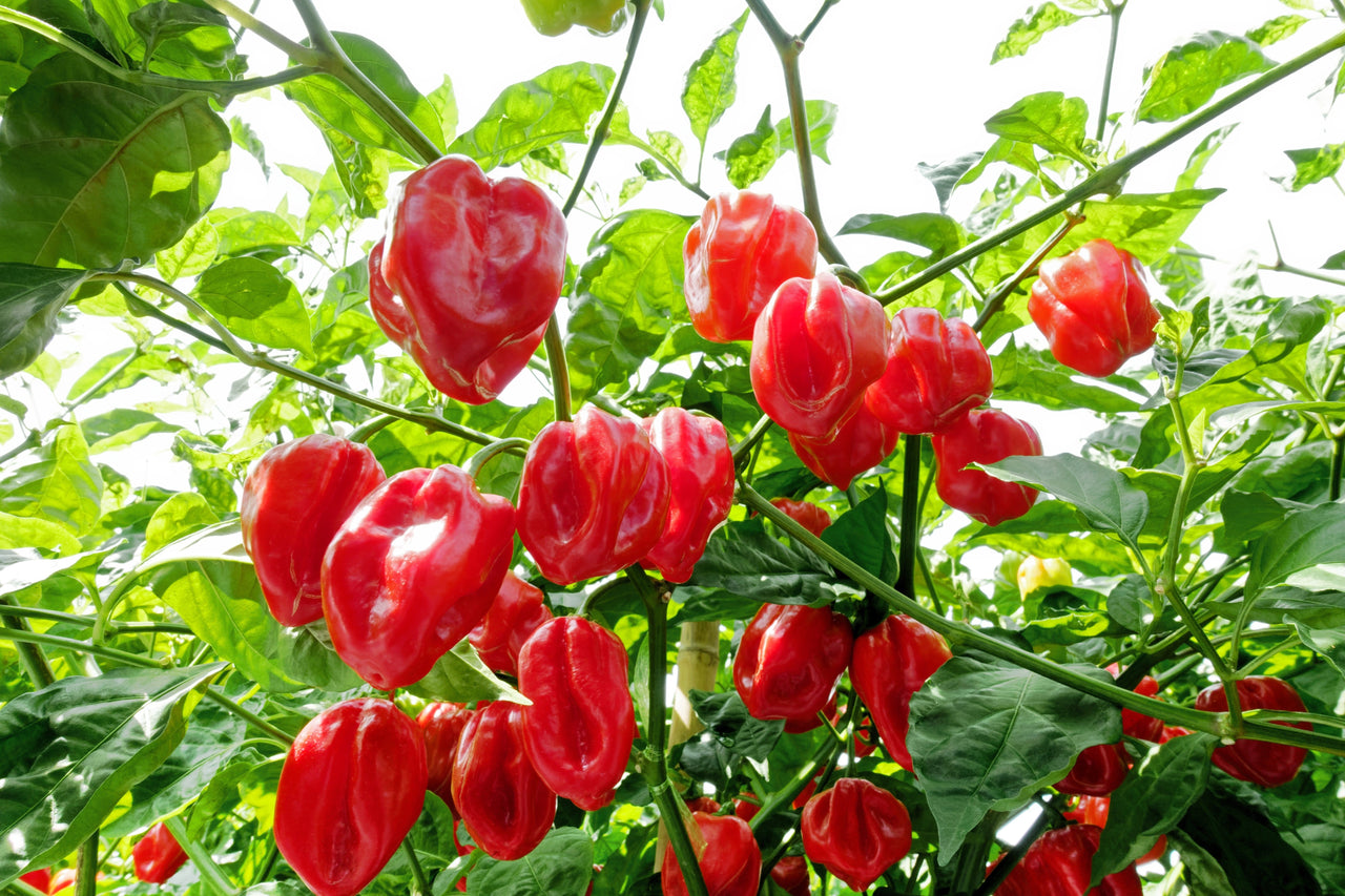 50 Mixed HOT HABANERO PEPPER Red Orange White Brown Mix Capsicum Chinense Seeds