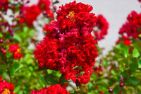 35 RED CREPE MYRTLE Lagerstroemia Indica Flowering Shrub Bush Small Tree Seeds