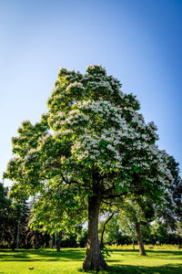 50 Flowering NORTHERN CATALPA Speciosa TREE Seeds (aka Western Catalpa or Catawba / Indian Cigar / Fish-Bait)