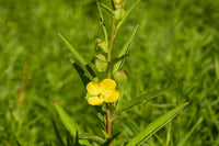 1000 Yellow SEEDBOX (Bushy Water Primrose / Rattlebox / False Loosestrife) Ludwigia Alternifolia Flower Seeds