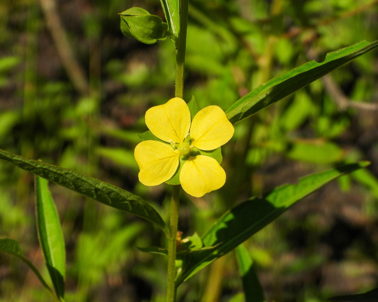 1000 Yellow SEEDBOX (Bushy Water Primrose / Rattlebox / False Loosestrife) Ludwigia Alternifolia Flower Seeds
