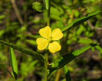 1000 Yellow SEEDBOX (Bushy Water Primrose / Rattlebox / False Loosestrife) Ludwigia Alternifolia Flower Seeds