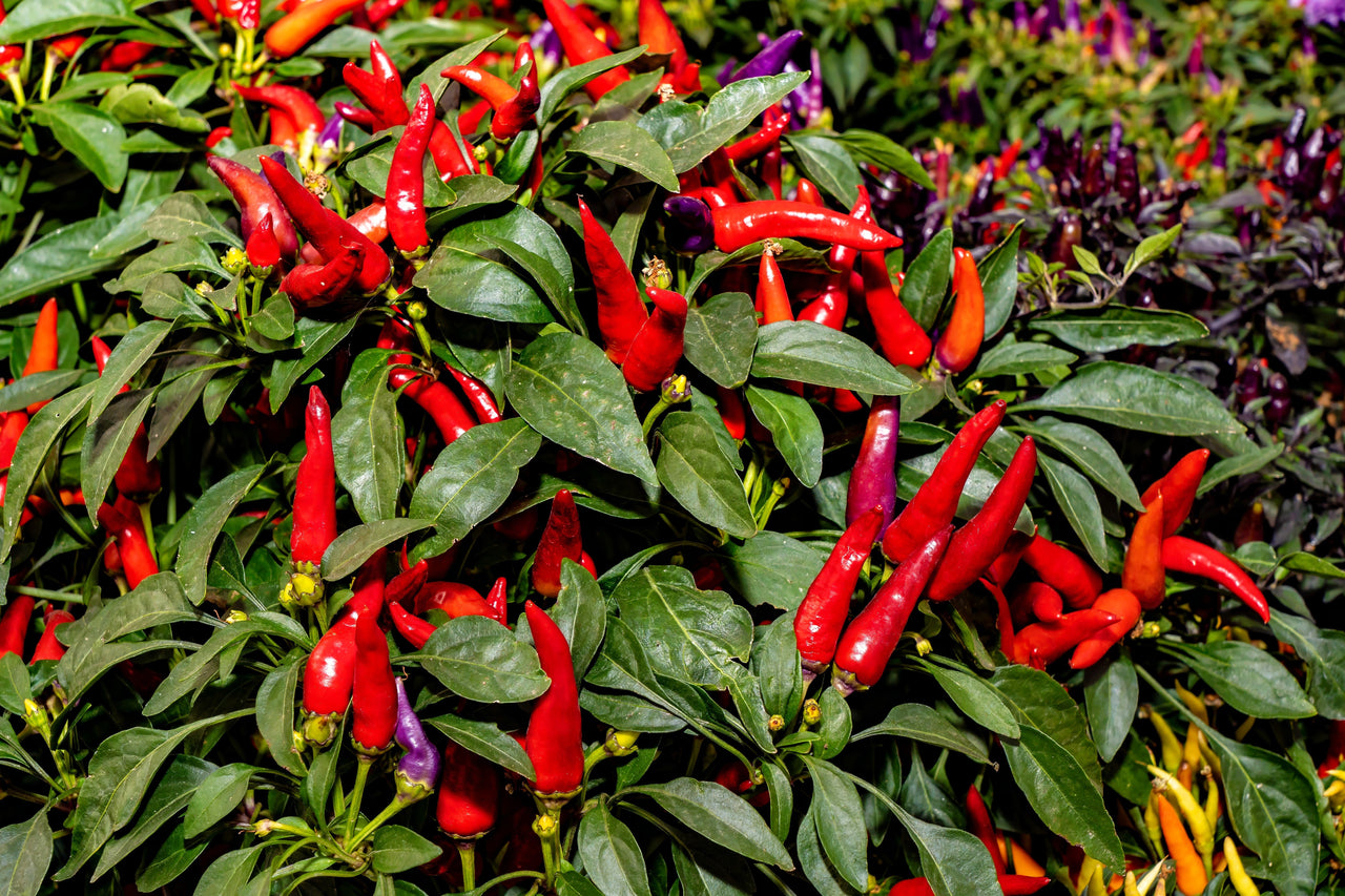 300 ANAHEIM CHILI PEPPER (New Mexico Chili Pepper) Capsicum Annuum Vegetable Seeds