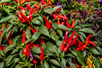 300 ANAHEIM CHILI PEPPER (New Mexico Chili Pepper) Capsicum Annuum Vegetable Seeds