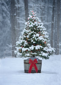 Grow Your Own CHRISTMAS TREE COLLECTION - 4 Gift Packets of Tree Seeds - Fraser Fir, Balsam Fir, Douglas Fir, & Blue Spruce + Free Gift Bag