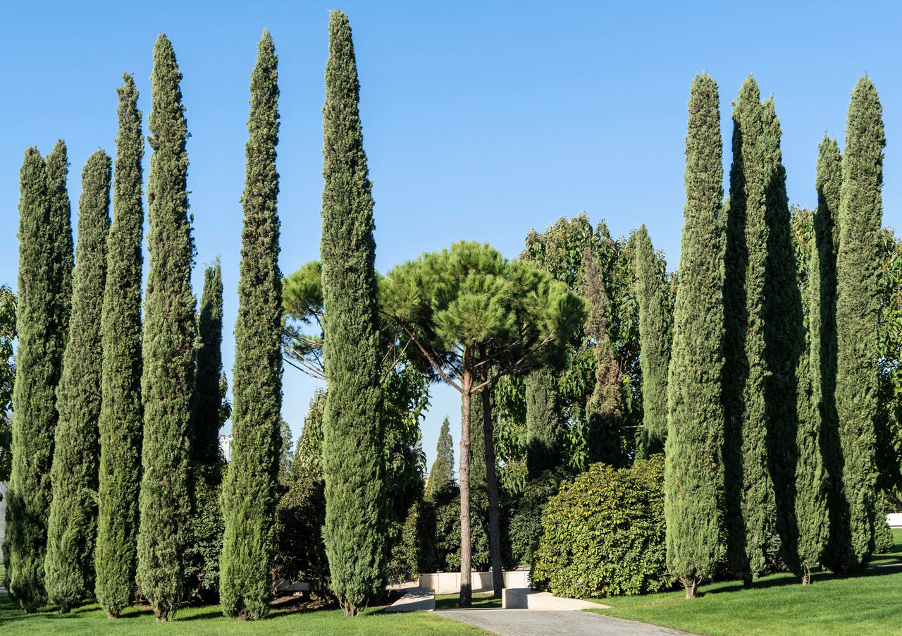 20 MEDITERRANEAN CYPRESS TREE Italian Pencil Pine Cedar Cupressus Sempervirens Stricta Seeds