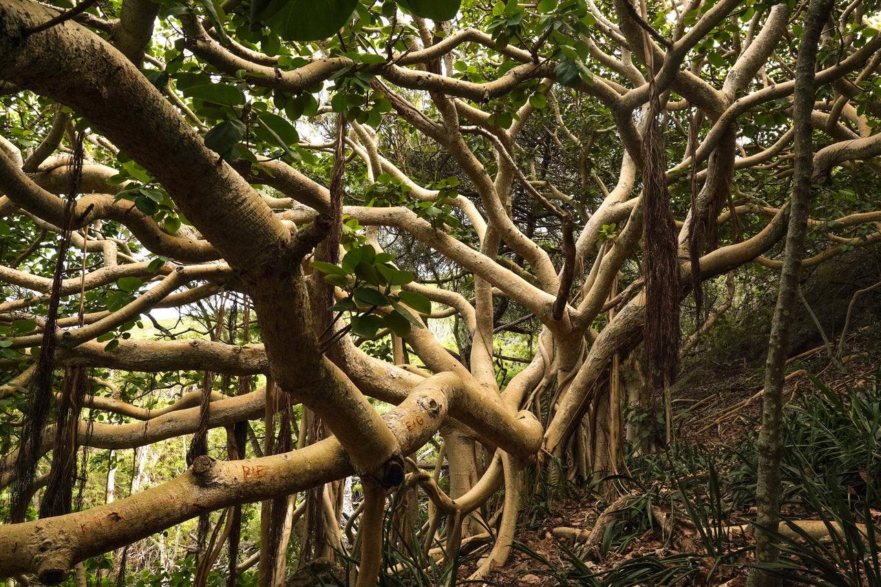 50 BANYAN / BANYAN FIG TREE East Indian Ficus Benghalensis Aerial Root Houseplant Seeds