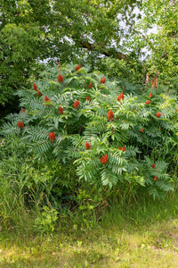 75 SMOOTH SUMAC TREE Red Berries Rhus Glabra Borealis Seeds