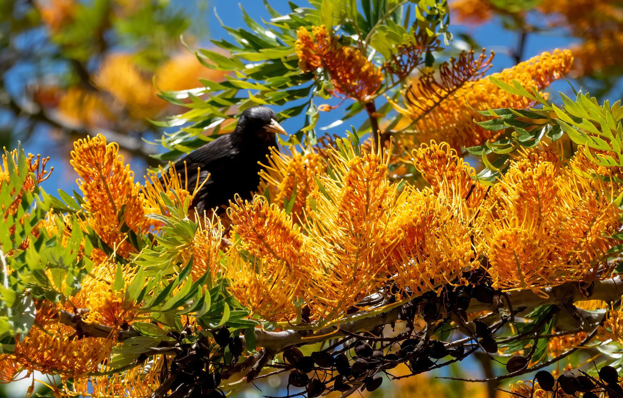 35 SILKY OAK TREE Orange Flower Southern Silver Oak Grevillea Robusta Seeds