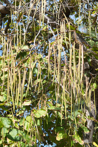 50 Flowering NORTHERN CATALPA Speciosa TREE Seeds (aka Western Catalpa or Catawba / Indian Cigar / Fish-Bait)