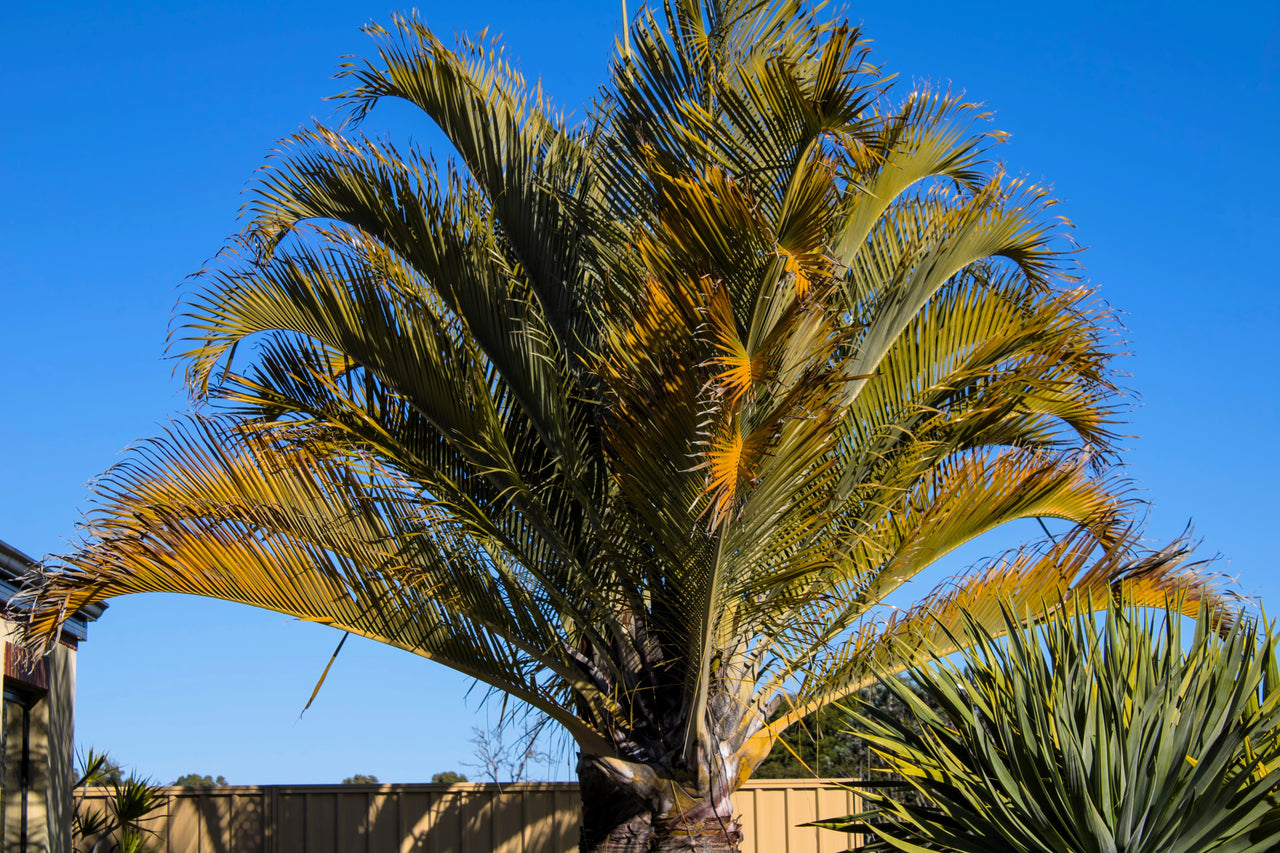 10 TRIANGLE PALM TREE Dypsis Decaryi Rare Tropical from Madagascar Seeds