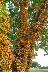 30 CLUSTER FIG Ficus Racemosa Red River Indian Guilar Tree Houseplant Seeds