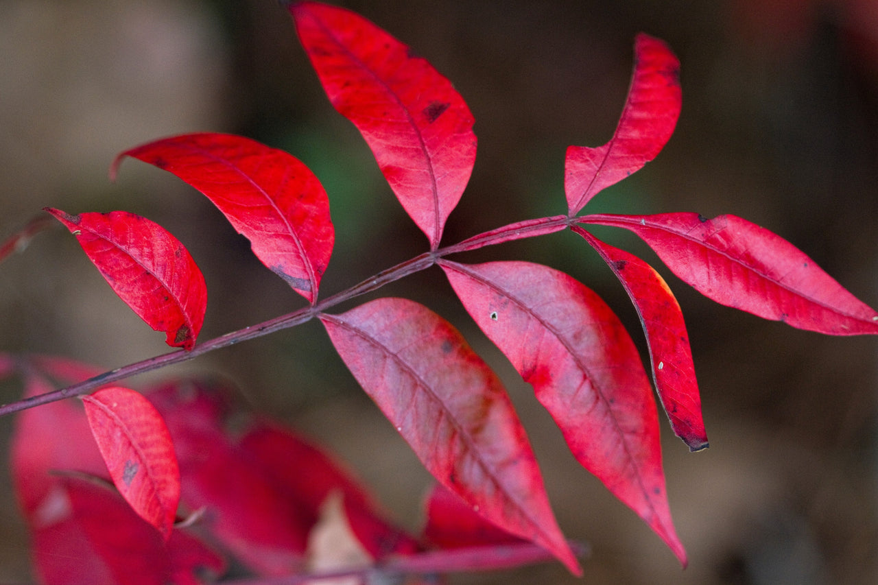 30 FLAMELEAF SUMAC TREE Shining Dwarf Winged Rhus Schmaltzia Copallina Seeds