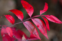 30 FLAMELEAF SUMAC TREE Shining Dwarf Winged Rhus Schmaltzia Copallina Seeds
