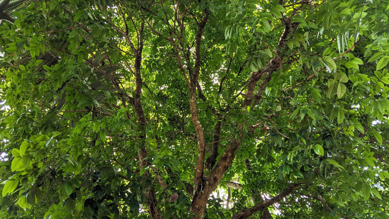 5 TRUE MAHOGANY TREE Honduran Big Leaf Sky Fruit Swietenia Macrophylla Seeds