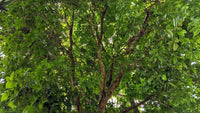 5 TRUE MAHOGANY TREE Honduran Big Leaf Sky Fruit Swietenia Macrophylla Seeds