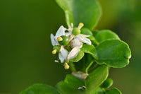 15 KEY LIME Citrus Aurantifolia Fruit Tree Shrub Seeds