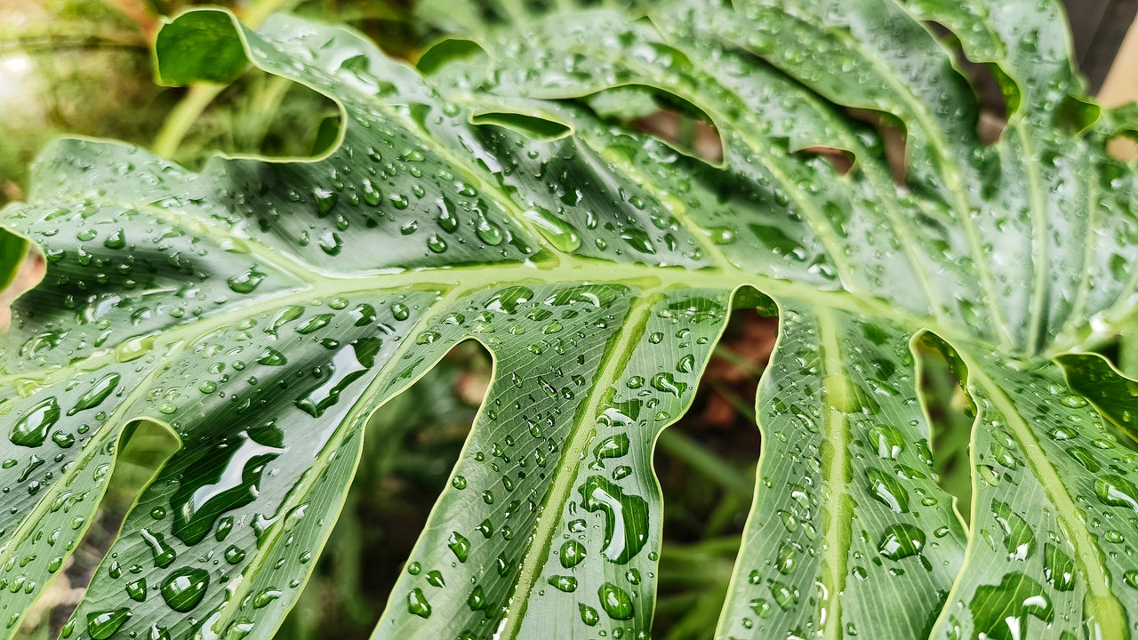 15 Lacy TREE PHILODENDRON Split Leaf Cut-leaf Selloum House Plant Seeds