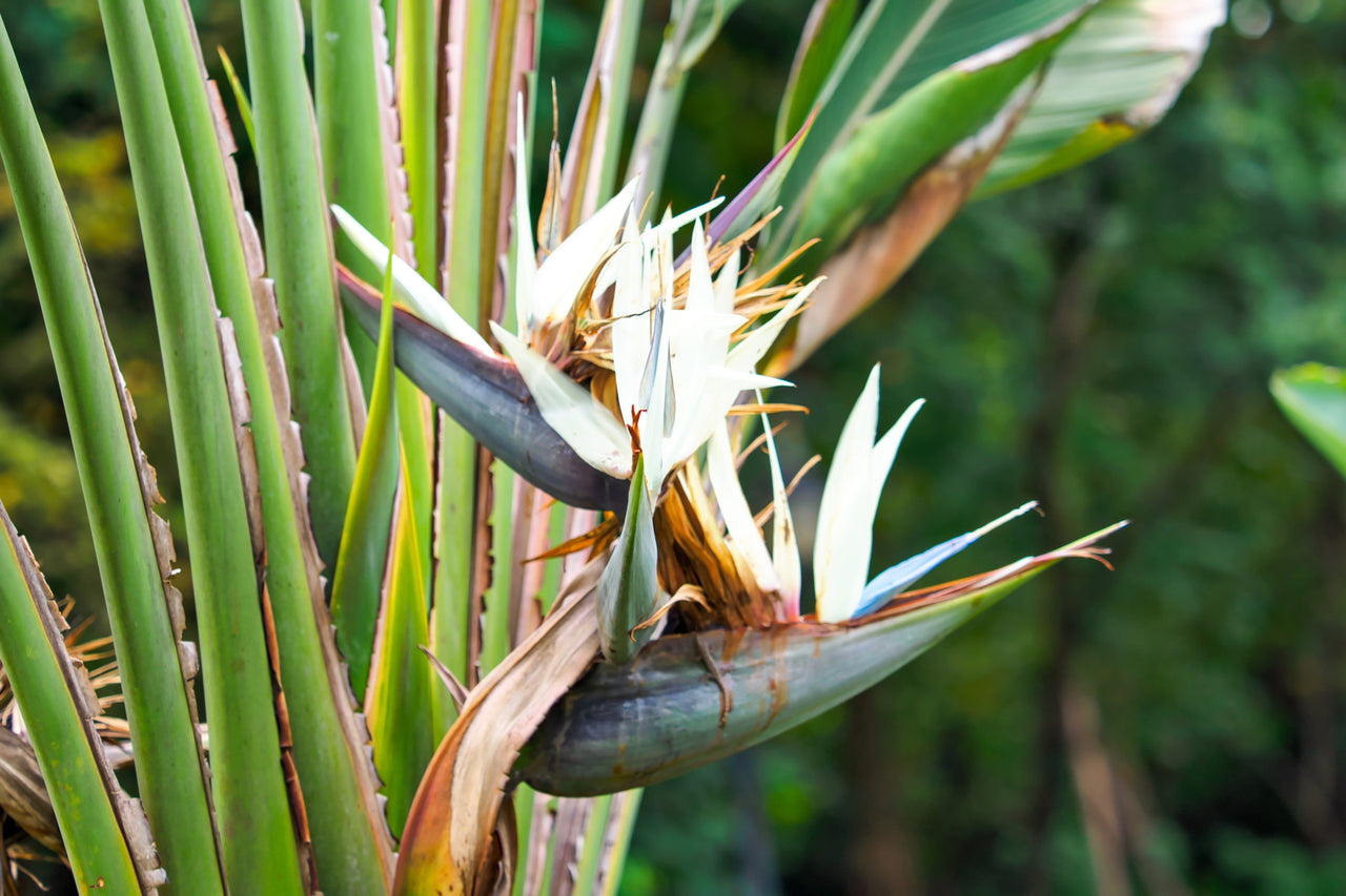 10 TRAVELLER'S PALM TREE Ravenala Madagascariensis Flower Houseplant Seeds