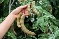 5 TAMARIND FRUIT TREE Tamarindus Indica Bean Pod Legume Seeds