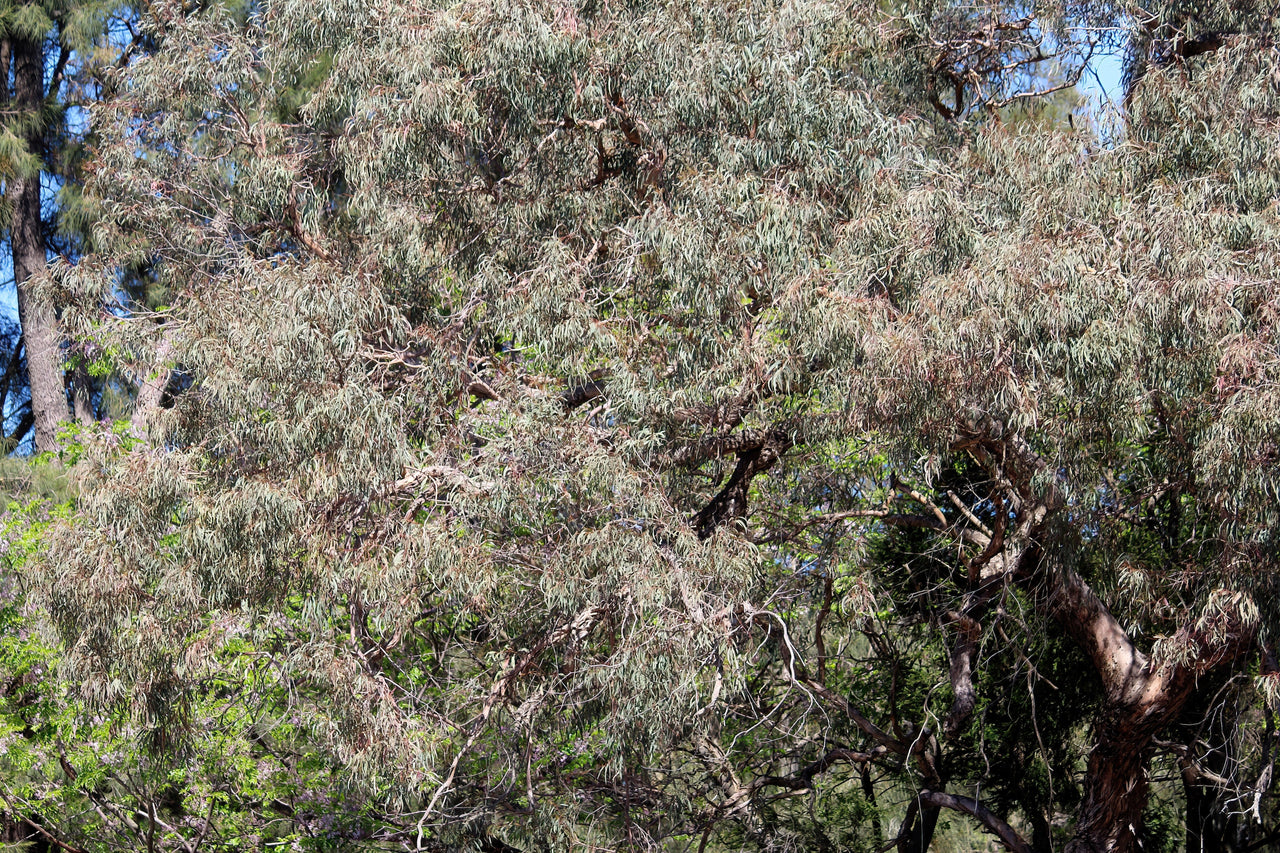 50 RED FLOWERING EUCALYPTUS Sideroxylon Mugga Ironbark Tree Seeds