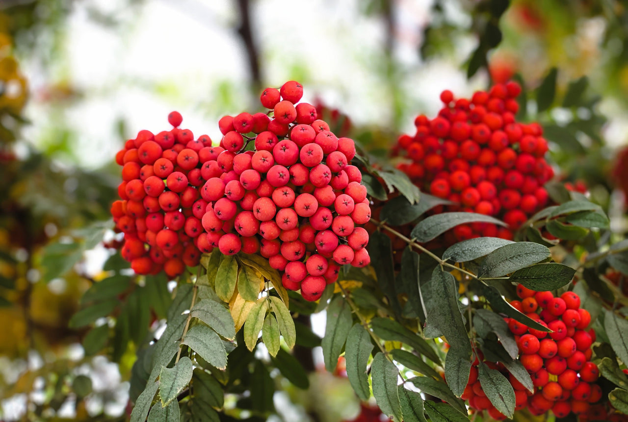 20 ASH TREE Mountain / Amur / Rowan - Sorbus Aucuparia Seeds