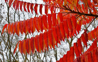 30 FLAMELEAF SUMAC TREE Shining Dwarf Winged Rhus Schmaltzia Copallina Seeds