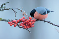 20 ASH TREE Mountain / Amur / Rowan - Sorbus Aucuparia Seeds