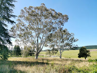 25 RED FOREST GUM Tree Eucalyptus Tereticornis Blue Grey Mountain Flower Seeds
