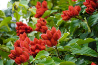100 ANNATTO TREE Lipstick Plant Bixa Orellana Seeds