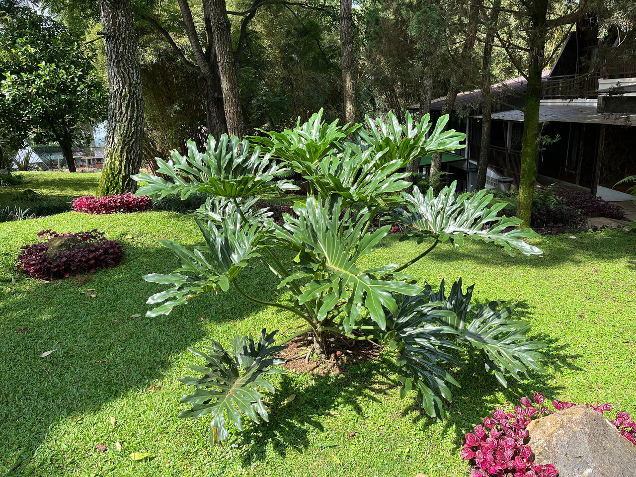 15 Lacy TREE PHILODENDRON Split Leaf Cut-leaf Selloum House Plant Seeds